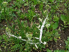 Planta afectada por la roya blanca, Albugo candida