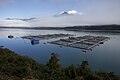 Allevamento di salmone in Cile. Un terzo di tutto il salmone venduto nel mondo proviene dal paese.