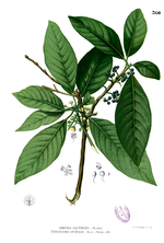 Thumbnail for Lauraceae