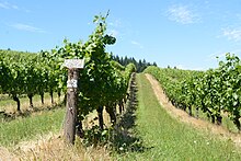 Sarvery Winery courtesy of Eugene, Cascades & Coast