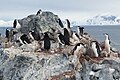 Chinstrap penguin colony near Orne Harbor
