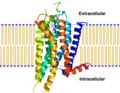 アデノシンA2A受容体の構造