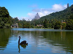 Black swan on Lake Comary