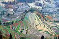 Image 46Ancient rice terraces in Yuanyang County, Yunnan (from History of agriculture)