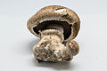 Agaricus bisporus mushroom is a cultivated edible mushroom for foods and has many names such as "champignon", " button mushroom", "white mushroom", and " portobello"