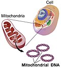 Thumbnail for Mitochondrial DNA
