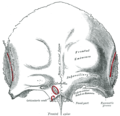 Outer surface of frontal bone.