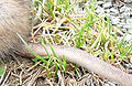 Tail of a rat, showing scutes, original: File:Rattus_norvegicus-Rochefort.JPG