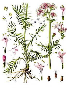Orvosi macskagyökér (Valeriana officinalis)
