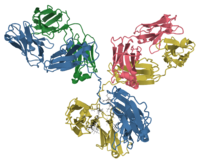 Model of an antibody showing beta strands