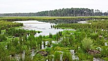 view of swamp