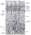 Diagrammatic sectional view of the skin (magnified)