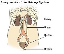 Illu urinary system.jpg