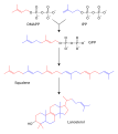 Simplified diagram of sterol biosynthesis (originally by TimVickers)