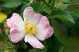A vadrózsa (Rosa canina) virága