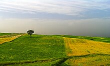 Gently rolling hills of green and yellow fields with a lone tree in the distance under high clouds