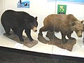 アメリカグマ（左）とヒグマの剥製。アメリカグマは、ヒグマより小さく、また爪も短く、肩のコブも無いという違いがある。