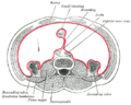 Horizontal disposition of the peritoneum in the lower part of the abdomen. Psoas major labeled at bottom left.