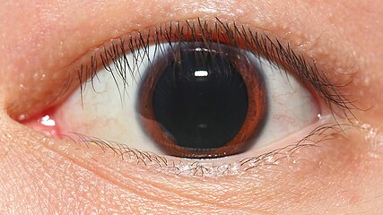 Pupils dilate in response to sexual arousal and larger pupils are perceived to be more attractive