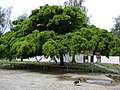 Thumbnail for Ficus benjamina