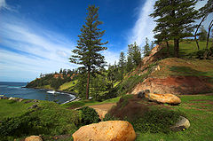 Norfolk Island Pines, Norfolk Island