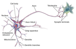 Thumbnail for Neuron