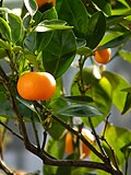 Thumbnail for Mandarin orange