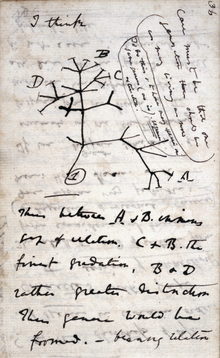 A page of hand-written notes, with a sketch of branching lines