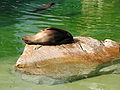 Sleeping California Sea Lion (Zalophus californianus) at Berlin Zoo.