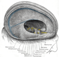 Dura mater and its processes exposed by removing part of the right half of the skull, and the brain