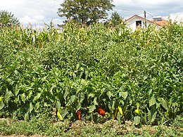 Пиперки растат на нива во с.Миравци, Гевгелиско