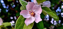 A pale pink quince flower