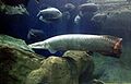 Pirarucu, (Arapaima gigas) is the largest fresh-water fish in the world.