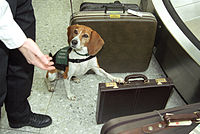 The Beagle Brigade is part of the USDA's Animal and Plant Health Inspection Service. This piece of luggage at Dulles Airport may contain contraband.