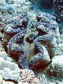 Nagy-korallzátony, Ausztrália