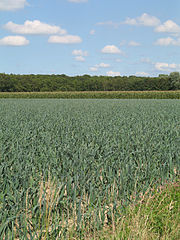 Leek field in Houthulst, Belgium
