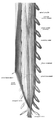 A longer view of the spinal cord