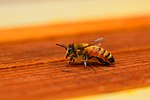 Thumbnail for Honey bee