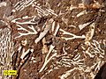 Bryozoan fossils in Ordovician kukersite oil shale, northern Estonia