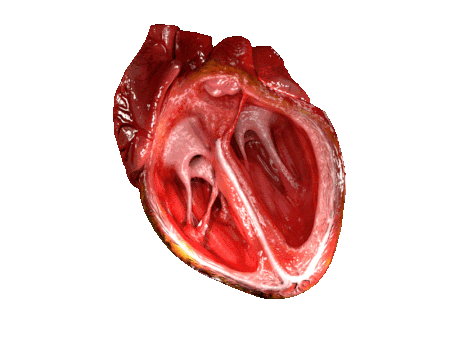 رسمٌ حاسوبي مُتحرِّك يُبيّن قطع جزئي من قلب الإنسان لكي يُظهر عمل البطينين الأيمن والأيسر من داخل القلب أثناء النبض الطبيعي.