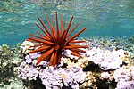 A red sea urchin under the sea