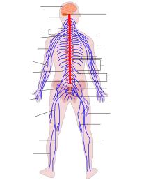 Human Nervous System diagram (no text).svg