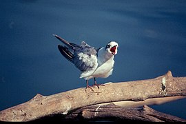 White-winged black tern on branch - DPLA - c0cb57625bfa9fc1d8e8e191178cd152.jpg