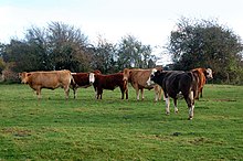 Cattle grazing in England
