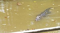 Gator in Louisiana bayou swims