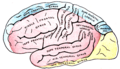 Зовнішня поверхня головного мозку на якій позначені ділянки, що кровопостачаються мозковими артеріями. Ділянка позначена синім кольором відповідає передній мозковій артерії. Ділянка задньої мозкової артерії позначена жовтим