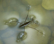 C. Water striders stay at the top of liquid because of surface tension