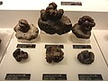 Nipponite ammonite