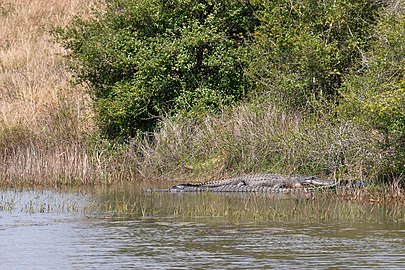 American alligators basking in the sunlight around noon