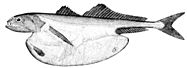 The black swallower, with its distensible stomach, is notable for its ability to swallow whole bony fishes ten times its mass.[50][51]
